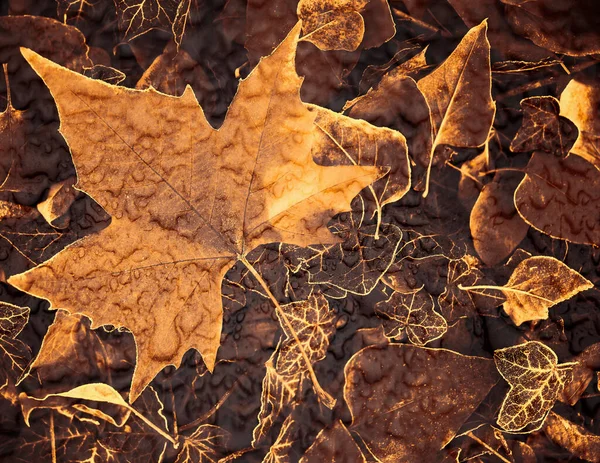 Frunze Arțar Portocaliu Iarba Pădurii Sezonul Toamnă — Fotografie, imagine de stoc