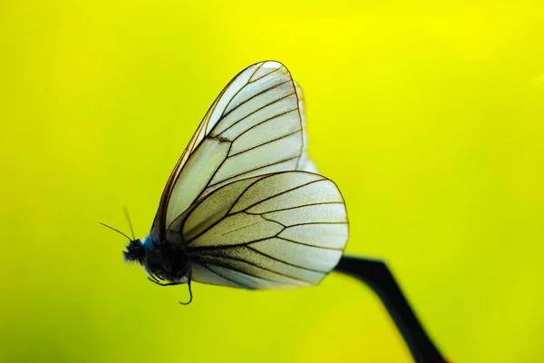 Una Mariposa Blanca Aislada Sobre Fondo Verde Borroso Pinzas Que —  Fotos de Stock