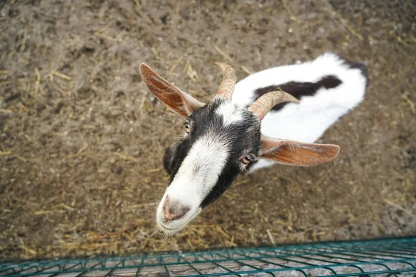 Photo Top View Cute Goat Big Ears Horns Curious Goat — Stock Photo, Image