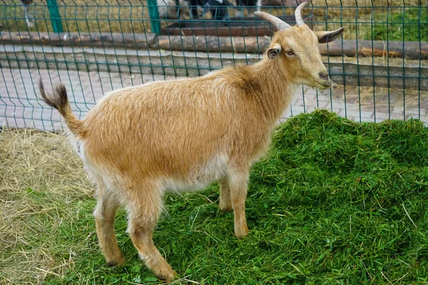 Una Cabra Parda Junto Una Cerca Rural Sobre Hierba Verde — Foto de Stock