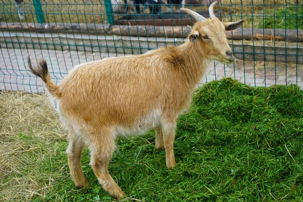 Une Chèvre Brune Côté Une Clôture Rurale Sur Herbe Verte — Photo