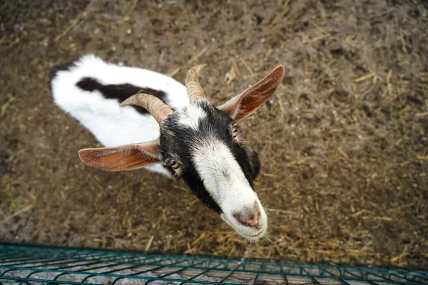 Photo from the top view of a cute goat with big ears and horns. Curious goat looks into the camera lens. Pet goat top view