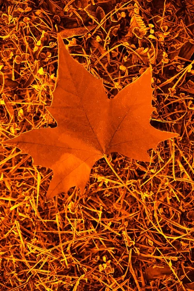 Feuille Érable Orange Sur Herbe Forêt Saison Automne — Photo