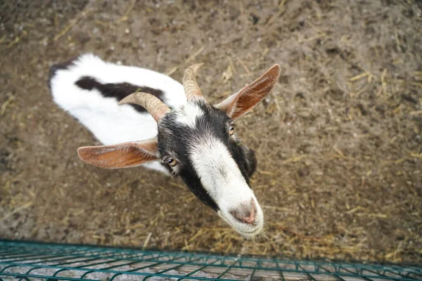 Photo Vue Dessus Une Chèvre Mignonne Avec Grandes Oreilles Des — Photo