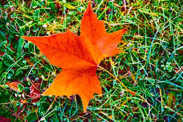 Ormanın çimlerinde portakal akçaağaç yaprağı. sonbahar sezonu.