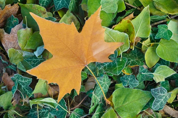 Folha Bordo Floresta Geada Cobriu Folhas Uma Manhã Inverno Relva — Fotografia de Stock