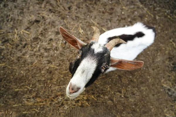 Photo from the top view of a cute goat with big ears and horns. Curious goat looks into the camera lens. Pet goat top view