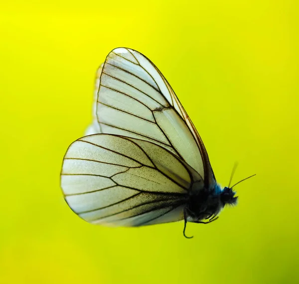 Una Mariposa Blanca Aislada Sobre Fondo Verde Borroso Pinzas Que —  Fotos de Stock