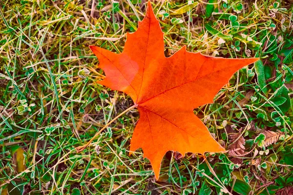 Sinaasappelesdoorn Blad Het Gras Van Het Bos Herfstseizoen — Stockfoto