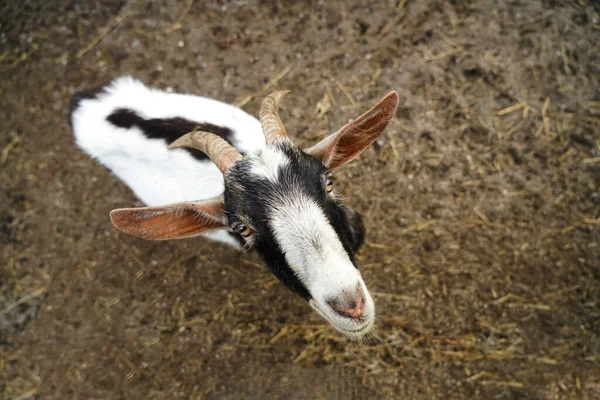 Photo Vue Dessus Une Chèvre Mignonne Avec Grandes Oreilles Des — Photo