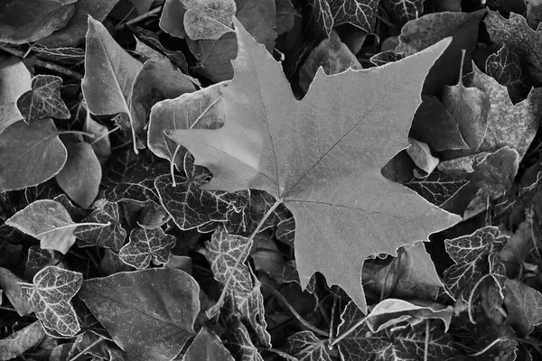 Ahornblatt Auf Der Waldwiese Herbstzeit — Stockfoto