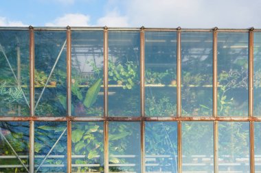 Tropik bir seranın çarpık cam duvarının arkasındaki çeşitli yeşil saksı bitkilerinin dışından görünüm .