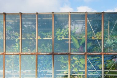 Tropik bir seranın çarpık cam duvarının arkasındaki çeşitli yeşil saksı bitkilerinin dışından görünüm .