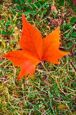 Akçaağaç yaprağı orman zemininde yatar. Kış ve sonbahar mevsimlerinde..
