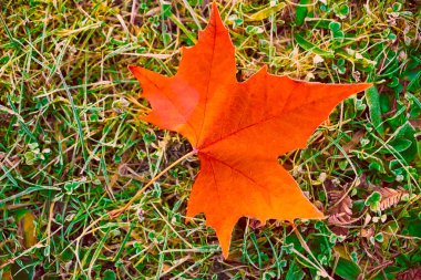 Akçaağaç yaprağı orman zemininde yatar. Kış ve sonbahar mevsimlerinde..