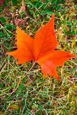 Akçaağaç yaprağı orman zemininde yatar. Kış ve sonbahar mevsimlerinde..