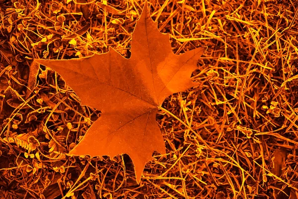 Ahornblatt Liegt Winter Und Herbst Auf Dem Waldboden — Stockfoto