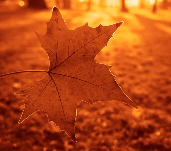 Raureif Auf Gras Und Ahornblatt Dezember Herbst Oder Winterzeit Eisbraunes — Stockfoto