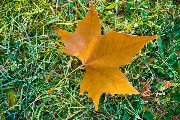 Esdoorn Blad Liggen Vloer Van Het Bos Winter Herfst Seizoen — Stockfoto