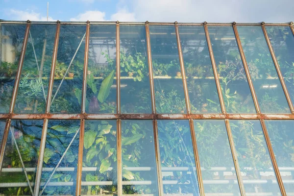 Вид Стороны Различных Видов Зеленых Растений Горшках Искажающей Стеклянной Стеной — стоковое фото