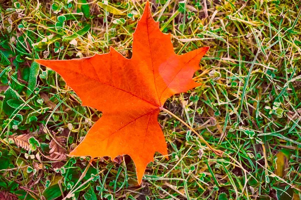 Esdoorn Blad Liggen Vloer Van Het Bos Winter Herfst Seizoen — Stockfoto