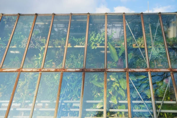 Vista Fora Vários Tipos Plantas Envasadas Verdes Atrás Parede Vidro — Fotografia de Stock