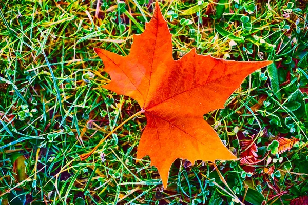 Maple Leaf Lie Floor Forest Winter Autumn Season — Stock Photo, Image