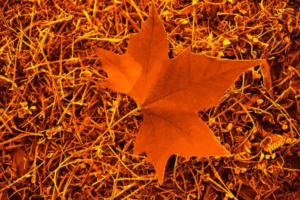 Кленовый Лист Лежит Полу Лесной Зимний Осенний Сезон — стоковое фото