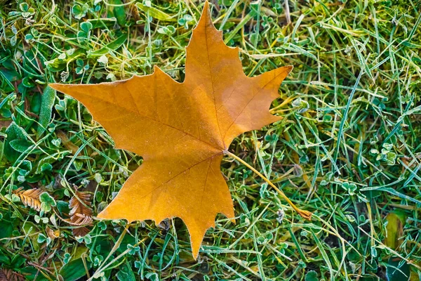 Esdoorn Blad Liggen Vloer Van Het Bos Winter Herfst Seizoen — Stockfoto