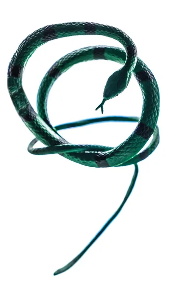 Зеленая Змея Белом Фоне — стоковое фото
