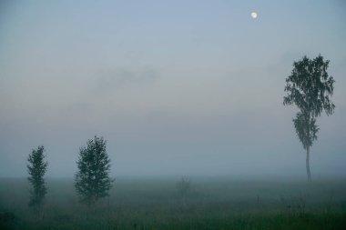 Tarlada sisli bir sabah