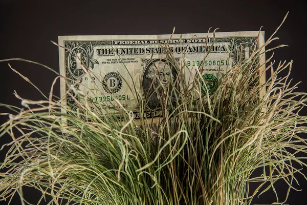 American one  dollar bill in dry green grass. black background.