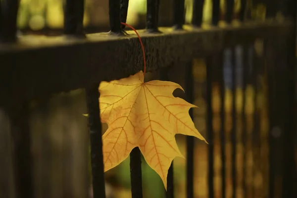 Una Hoja Arce Cerca Metal Oxidado Temporada Otoño —  Fotos de Stock