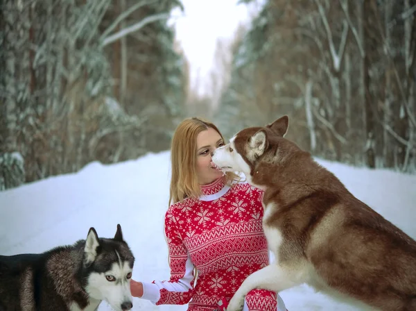 Dziewczyna Dwoma Psami Zimowym Lesie Husky Liże Twarz Kobiety — Zdjęcie stockowe