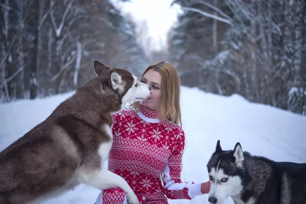 Dziewczyna Dwoma Psami Zimowym Lesie Husky Liże Twarz Kobiety — Zdjęcie stockowe