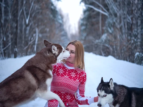 Dziewczyna Dwoma Psami Zimowym Lesie Husky Liże Twarz Kobiety — Zdjęcie stockowe