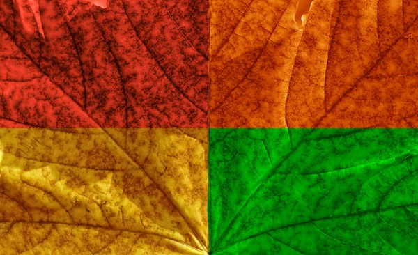 One Maple Leaf Forest Background Autumn Summer Season — Stock Photo, Image