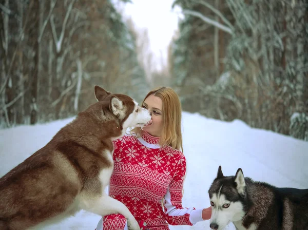 Menina Com Seus Dois Cães Floresta Inverno Husky Lambe Rosto — Fotografia de Stock