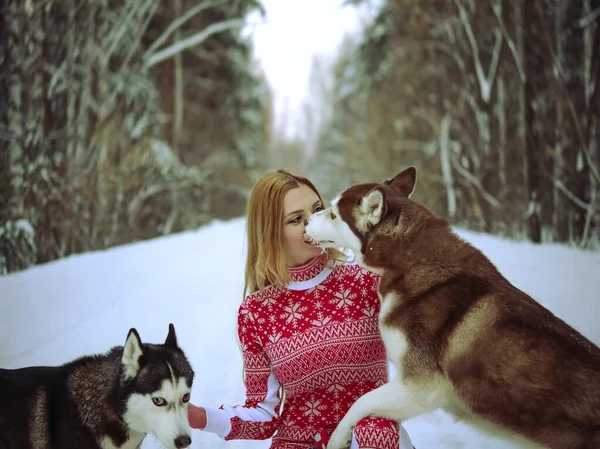 Κορίτσι Δύο Σκυλιά Της Στο Δάσος Του Χειμώνα Χάσκι Γλείφει — Φωτογραφία Αρχείου
