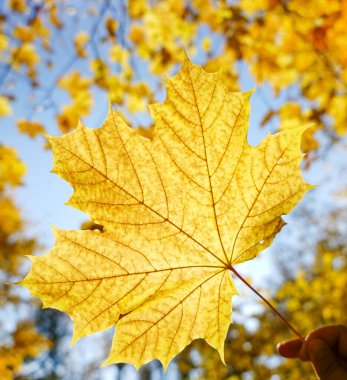 Sarı sonbahar yaprağını tutan el. Akçaağaç yaprakları parka düşer. Merhaba Ekim konsepti. Turuncu arka planda sarı güneşli orman. 