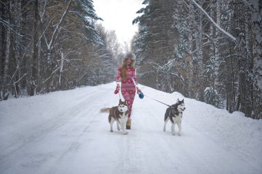 Kış ormanında birkaç iri köpekle yürüyen bir kadın. Kış mevsimi. Uzun boylu bir kız. Gri ve kahverengi kabuklu. 