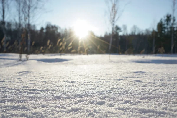 Paesaggio Invernale Natura Innevata Foresta Innevata Tempo Natale — Foto Stock