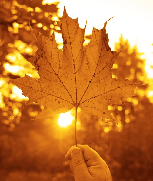 Gün Batımında Güneş Işınlarıyla Gökyüzüne Karşı Çok Renkli Akçaağaç Yaprağı — Stok fotoğraf