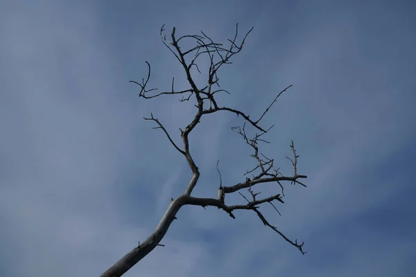 Branch Tree Blue Sky Background — Stock Photo, Image
