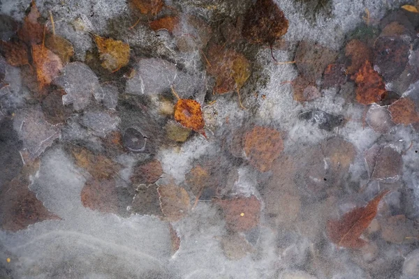 Donmuş Bir Buz Birikintisinin Arka Planına Düşmüş Sarı Yapraklar — Stok fotoğraf
