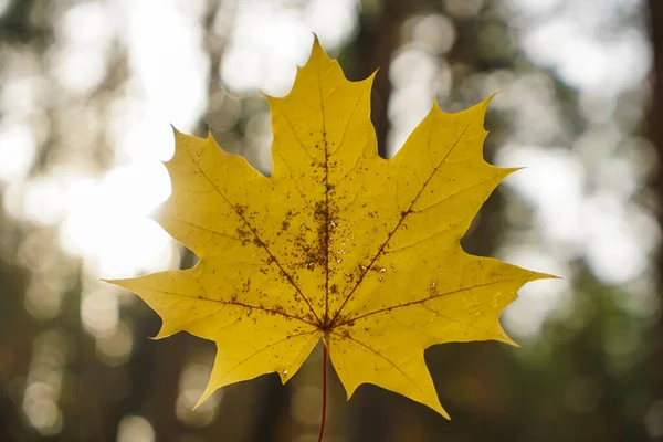 Ein Braunes Oder Gelbes Ahornblatt Herbst Oder Winter Mit Verschwommenem — Stockfoto