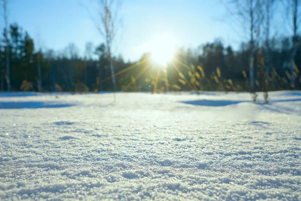 Paesaggio Invernale Natura Innevata Foresta Innevata Tempo Natale — Foto Stock