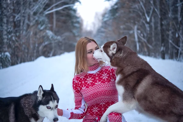 Κορίτσι Δύο Σκυλιά Της Στο Δάσος Του Χειμώνα Χάσκι Γλείφει — Φωτογραφία Αρχείου