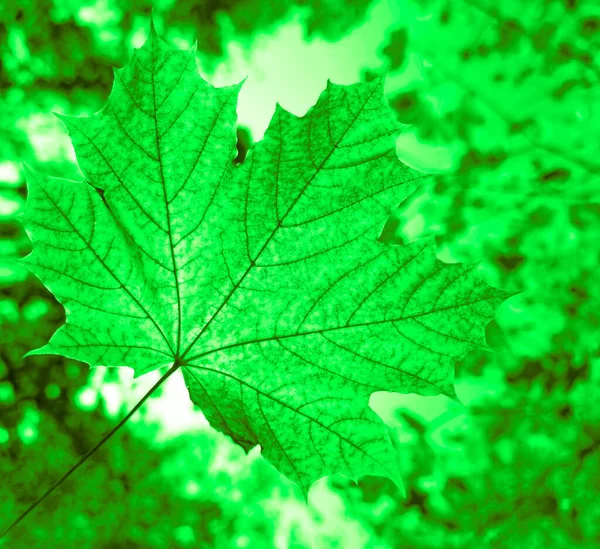 Folha Verão Verde Bordo Sai Parque Floresta Ensolarada — Fotografia de Stock