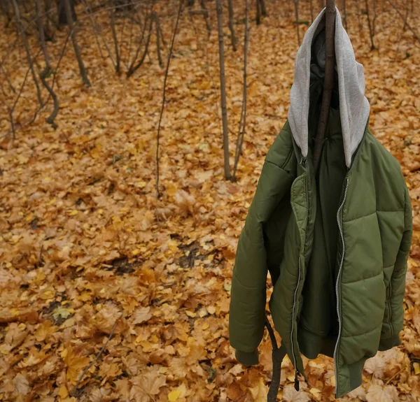 Grön Jacka Hängande Träd Höstsäsong — Stockfoto